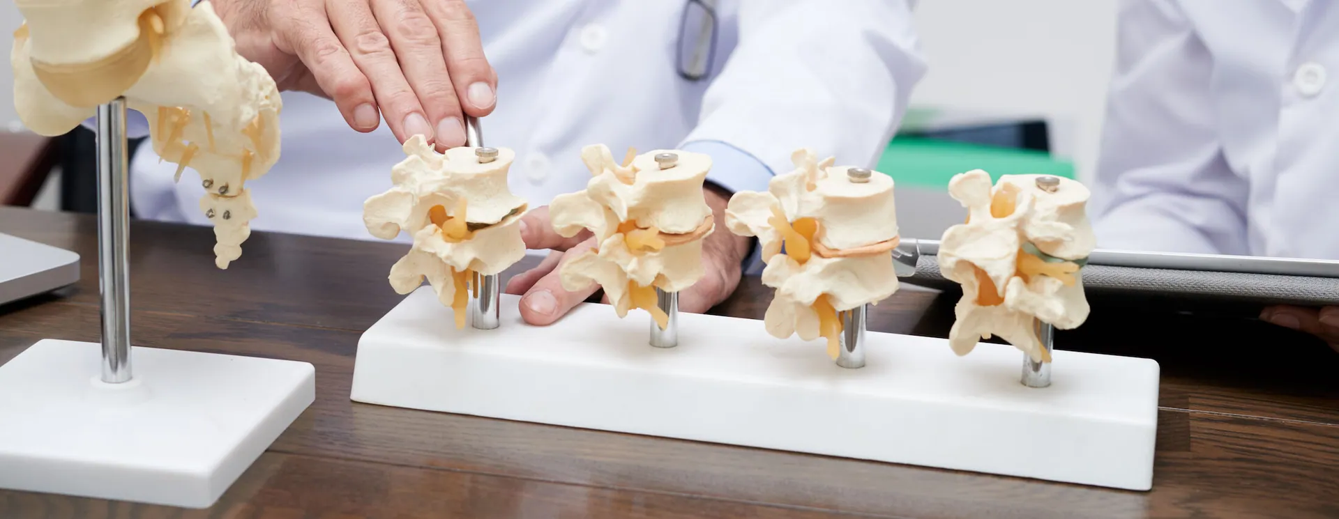 Chiropractor in Blaine explaining the spine on a model